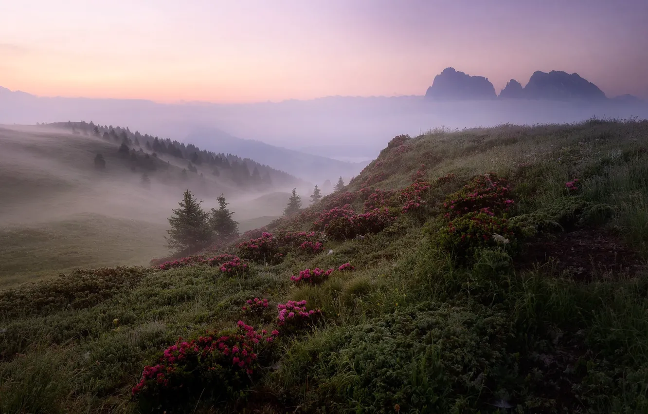 Фото обои пейзаж, цветы, горы, природа, туман, красота, утро, луг