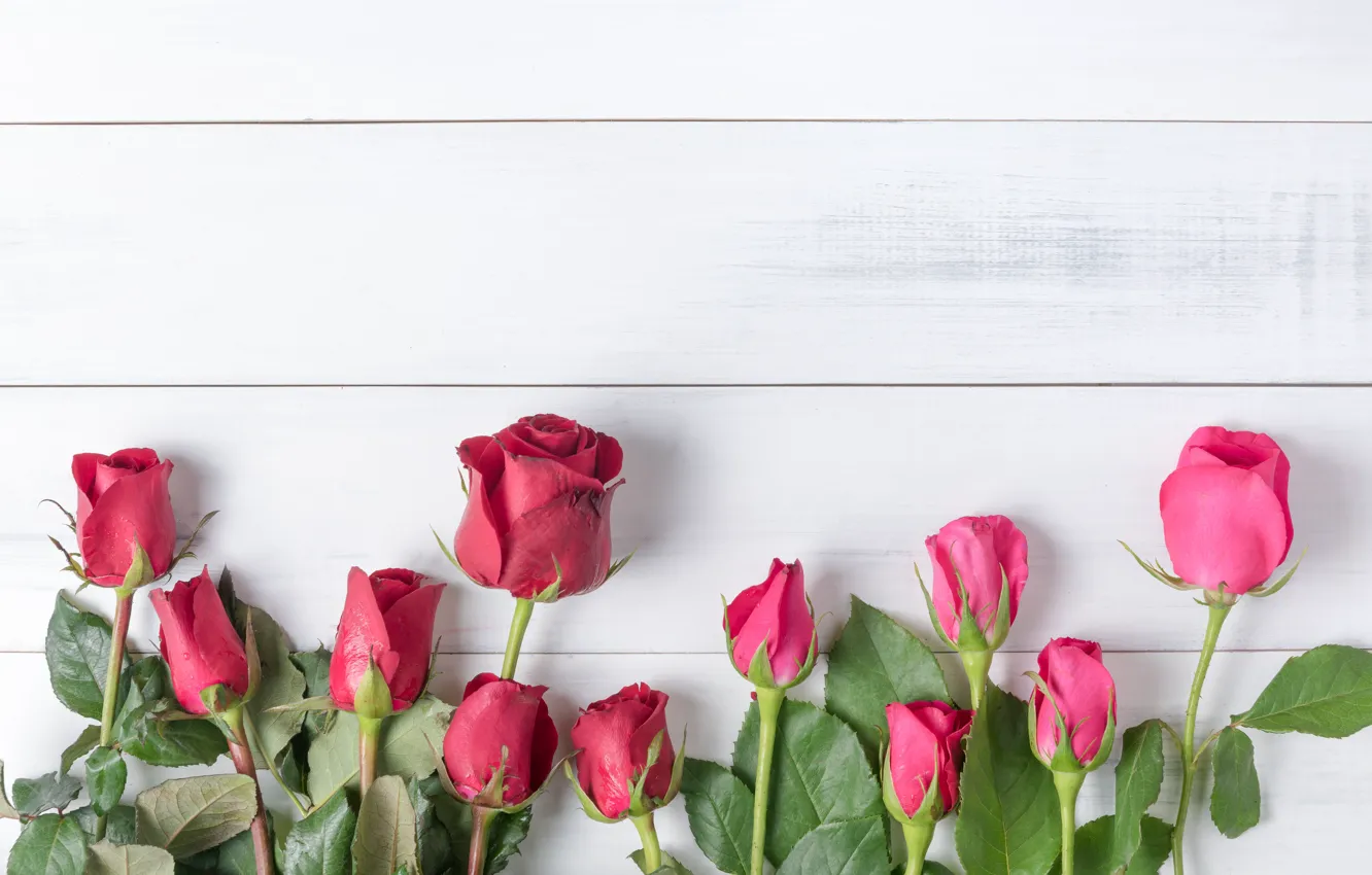 Фото обои цветы, розы, красные, red, бутоны, wood, flowers, romantic