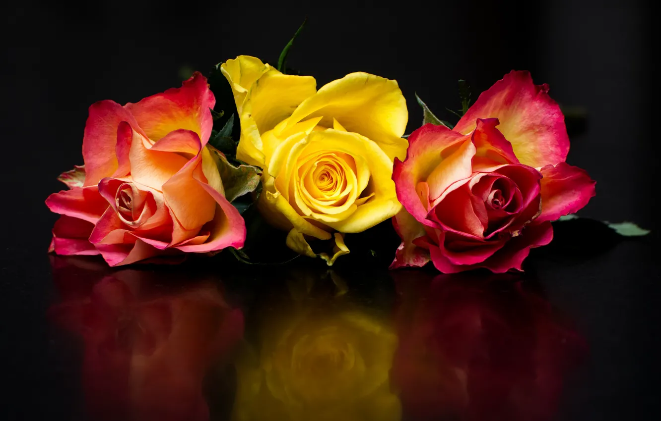 Фото обои цветы, отражение, темный фон, яркие, розы, три, трио, бутоны