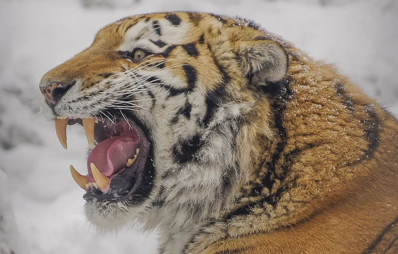 Фото обои tiger, snow, teeth