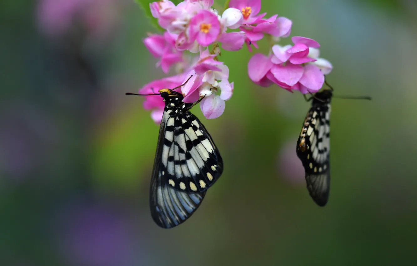 Фото обои макро, бабочки, цветы, фон, пара