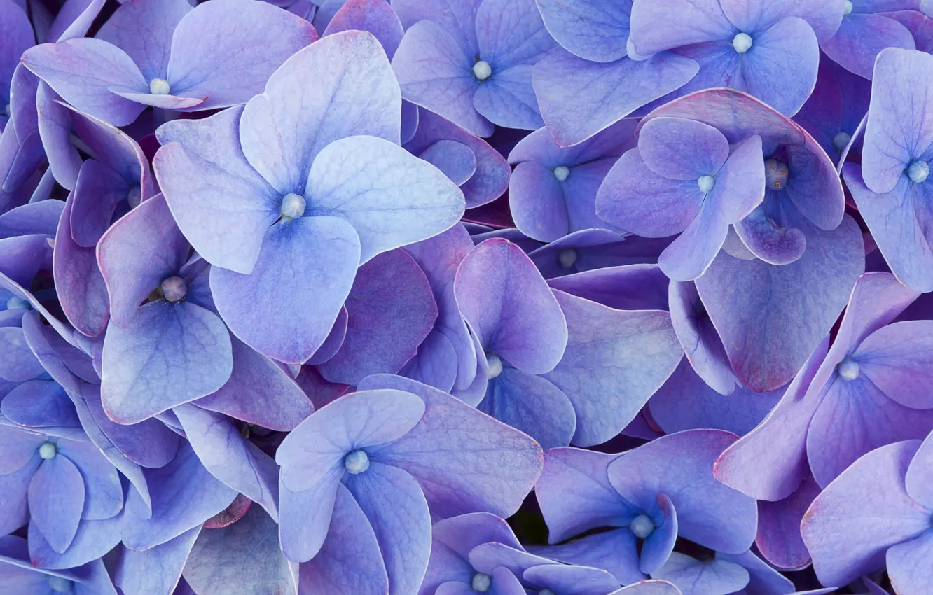 Фото обои макро, цветы, голубые