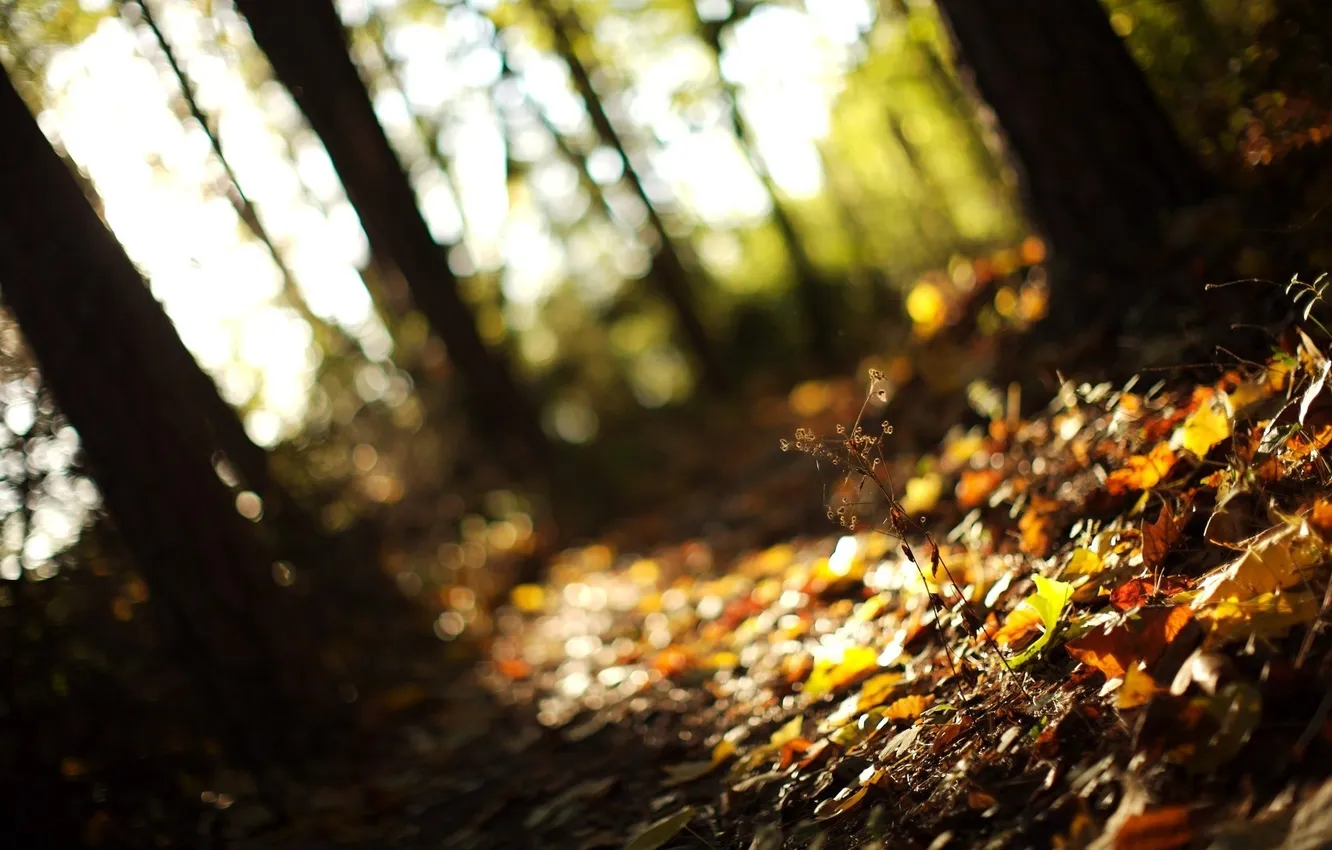 Фото обои осень, лес, трава, листья, свет, деревья, природа, фокус