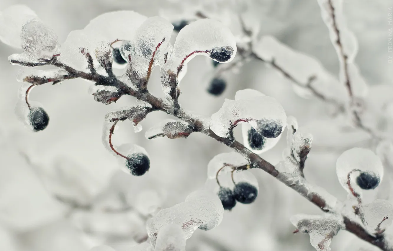 Фото обои лед, ветки, природа, ягоды, дерево
