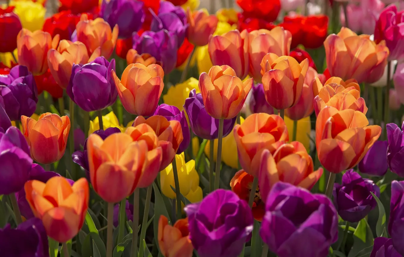 Фото обои желтый, красный, яркий, весна, тюльпаны, лиловый