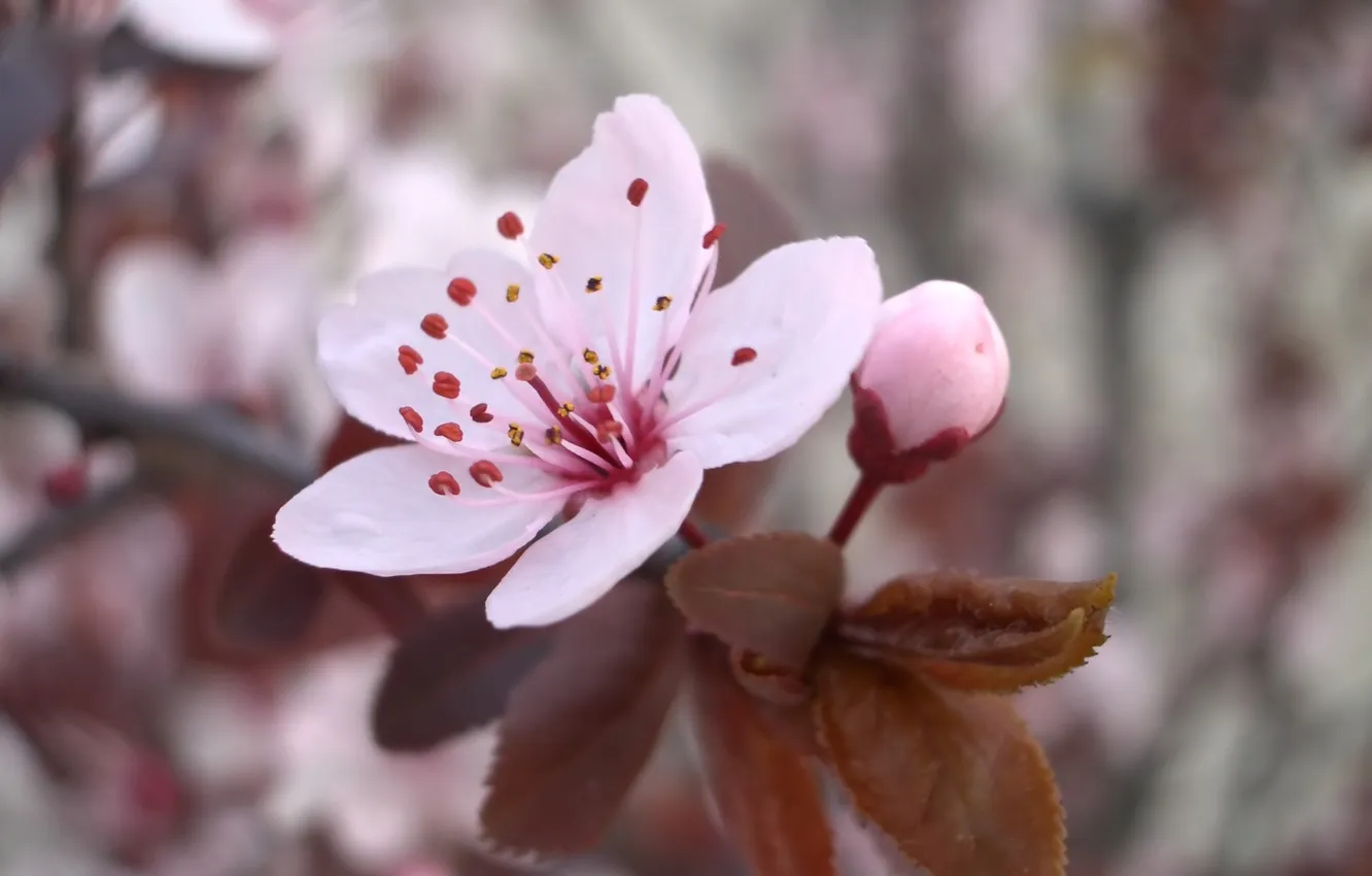 Фото обои цветок, макро, вишня, розовый, ветка, весна, лепестки, цветение