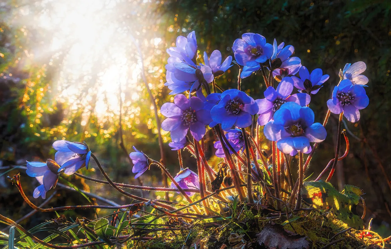 Фото обои лучи, весна, солнечный свет, Перелеска, Печёночница, Евгений Ерохин