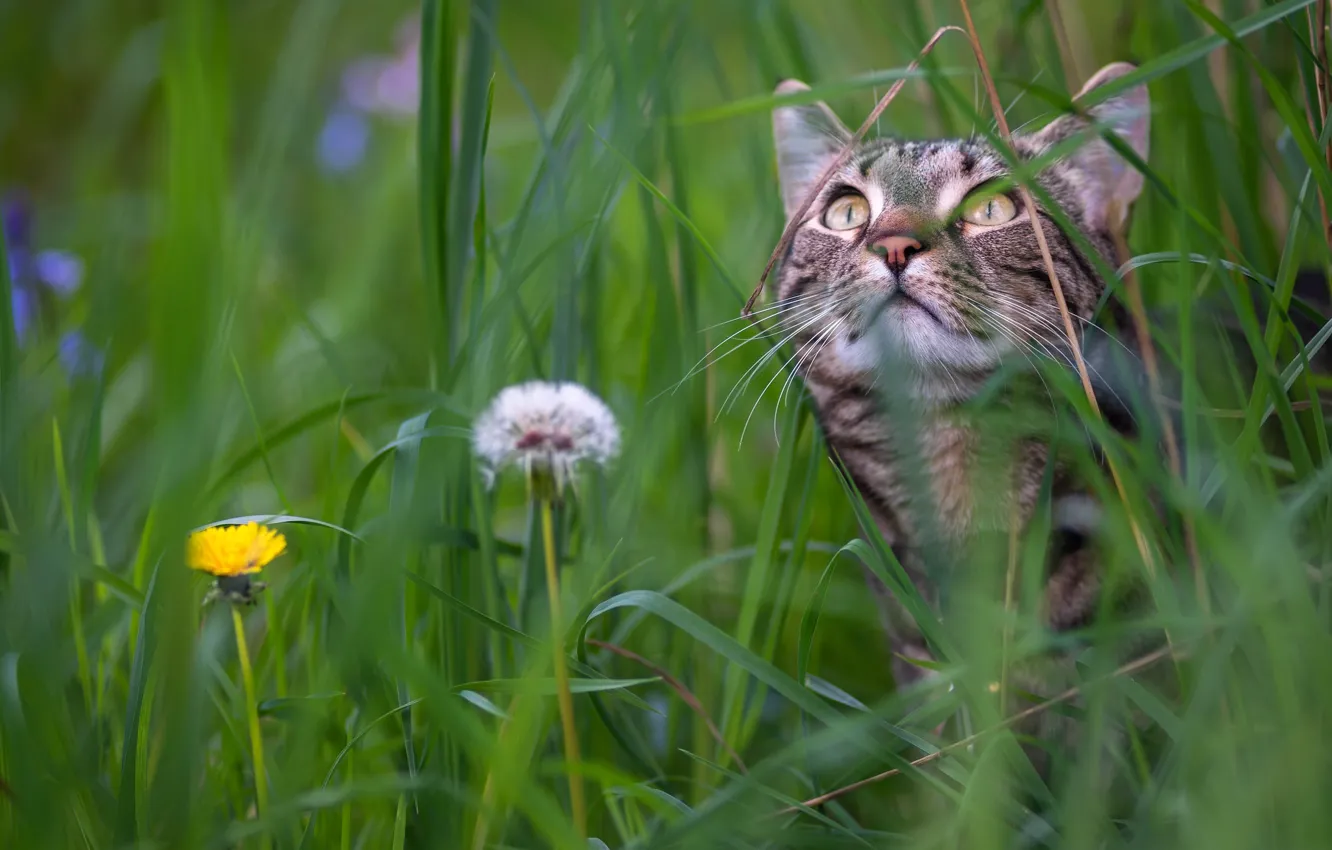 Фото обои кошка, трава, мордочка, одуванчики