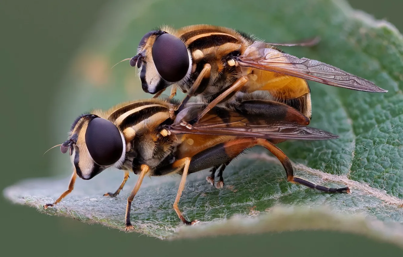 Фото обои насекомые, пара, мухи-журчалки