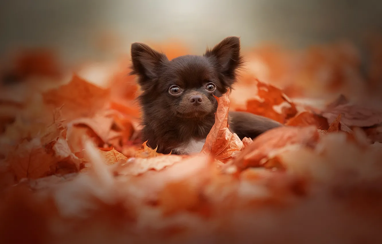 Фото обои осень, взгляд, листья, природа, фон, листва, портрет, собака