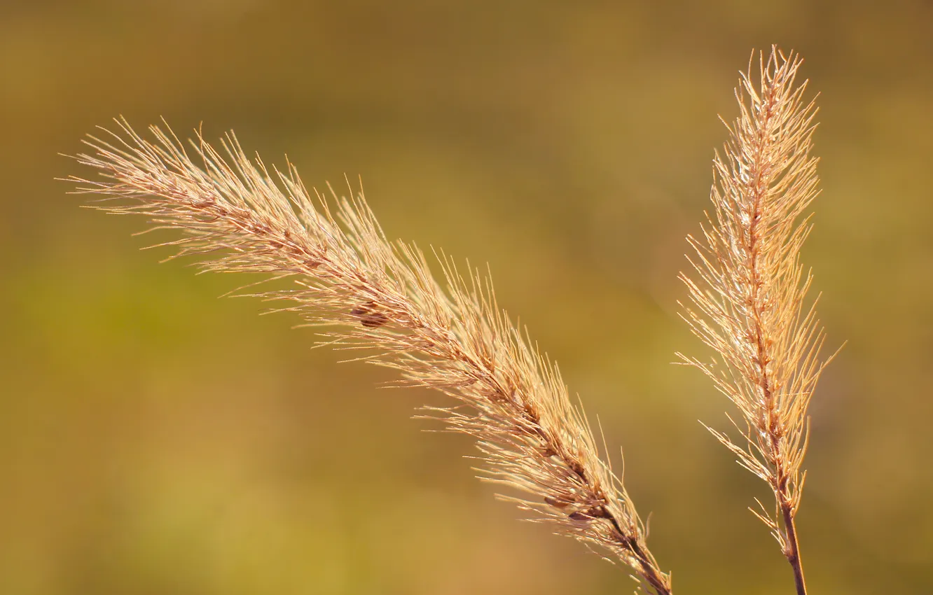 Фото обои grass, plant, dry