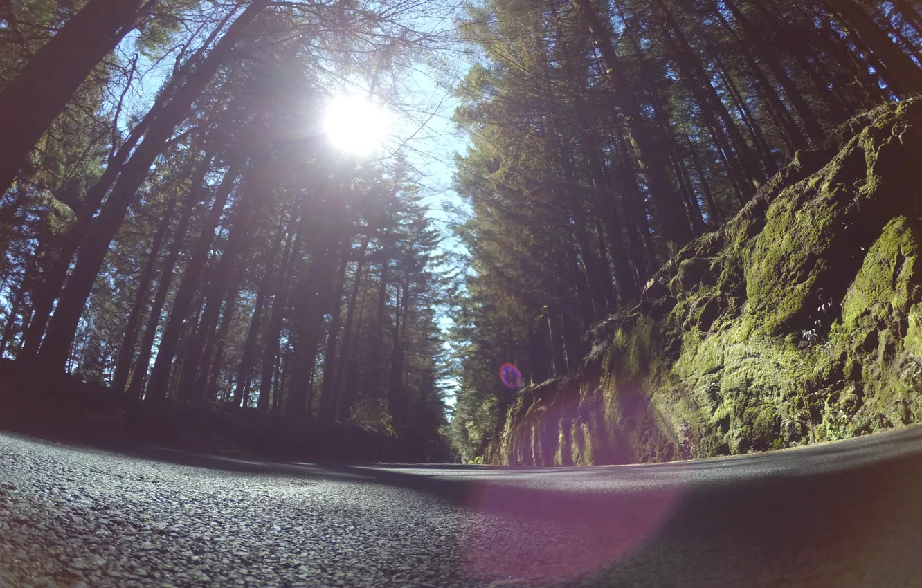 Фото обои sunshine, forest, road