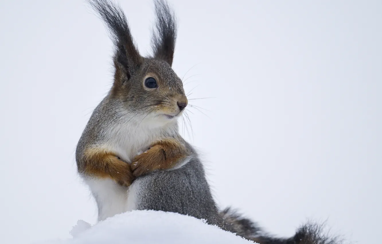 Фото обои rabbit, snow, fear