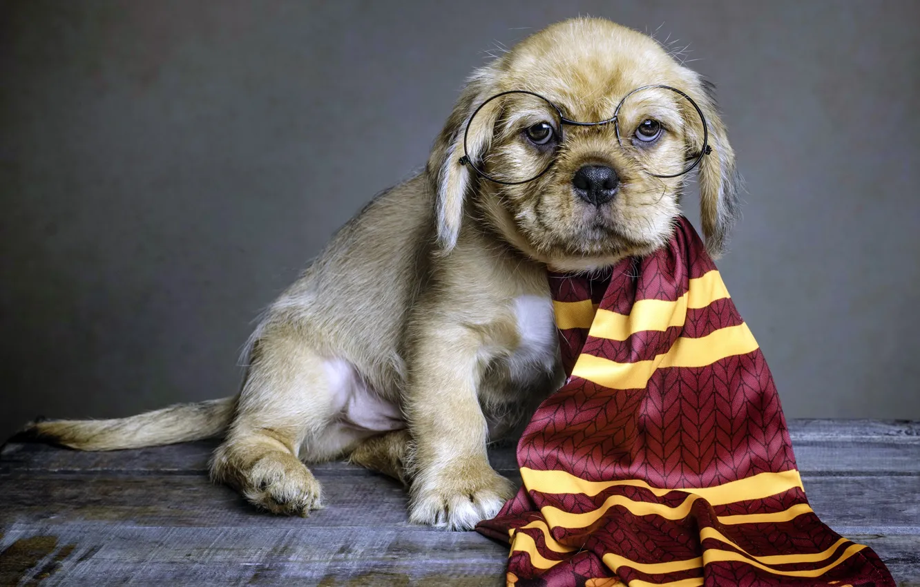 Фото обои собака, шарф, очки, щенок