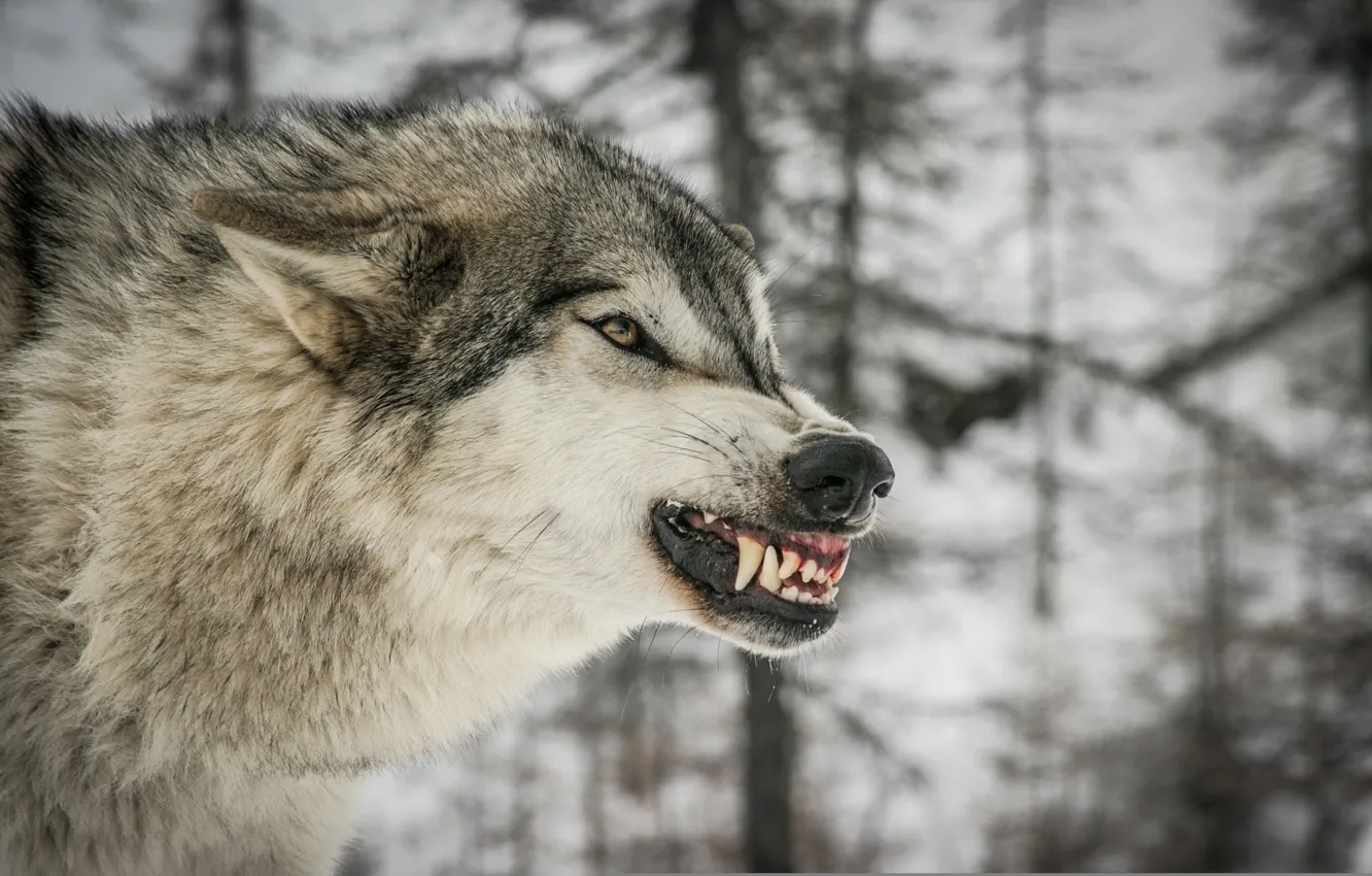 Фото обои морда, злость, волк, хищник, ярость, клыки, оскал, профиль