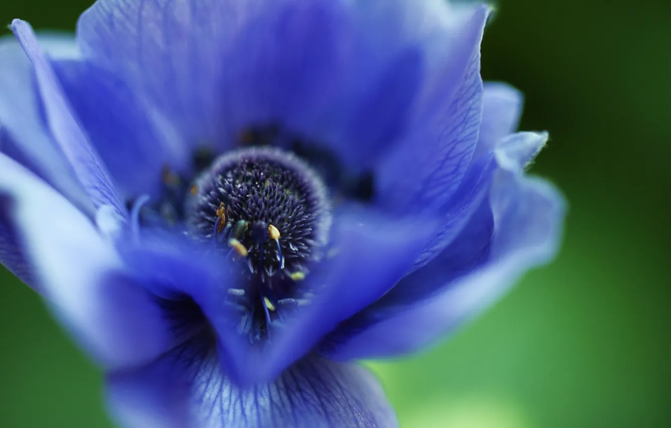 Фото обои цветок, макро, голубой, лепестки, анемона, anemone