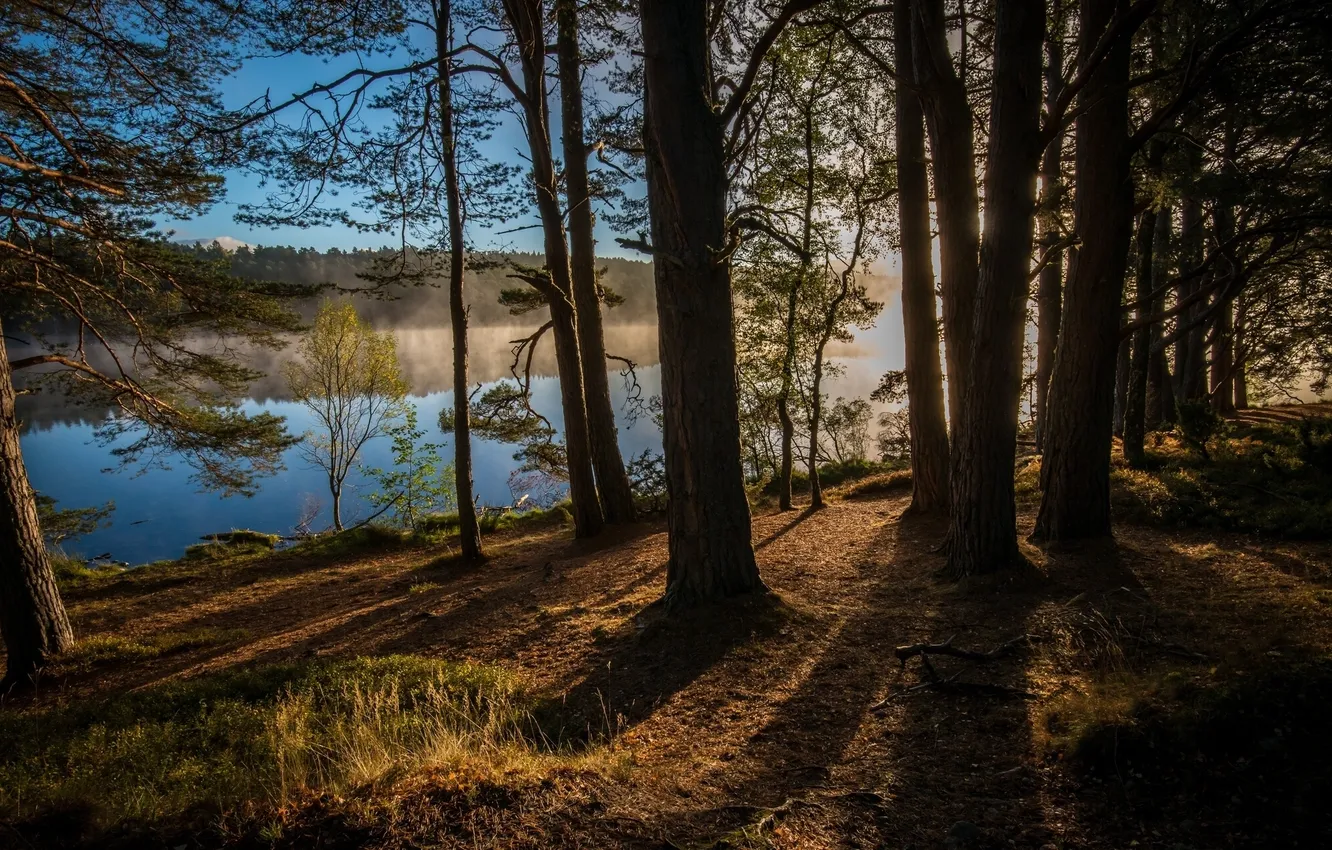 Фото обои лес, деревья, река, Англия, Шотландия, Scotland, England, Кинрара