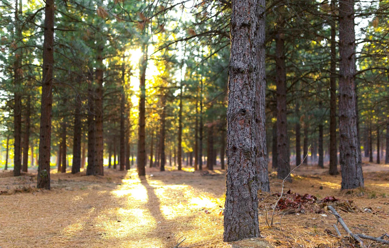 Фото обои лес, солнце, свет, деревья, сосны