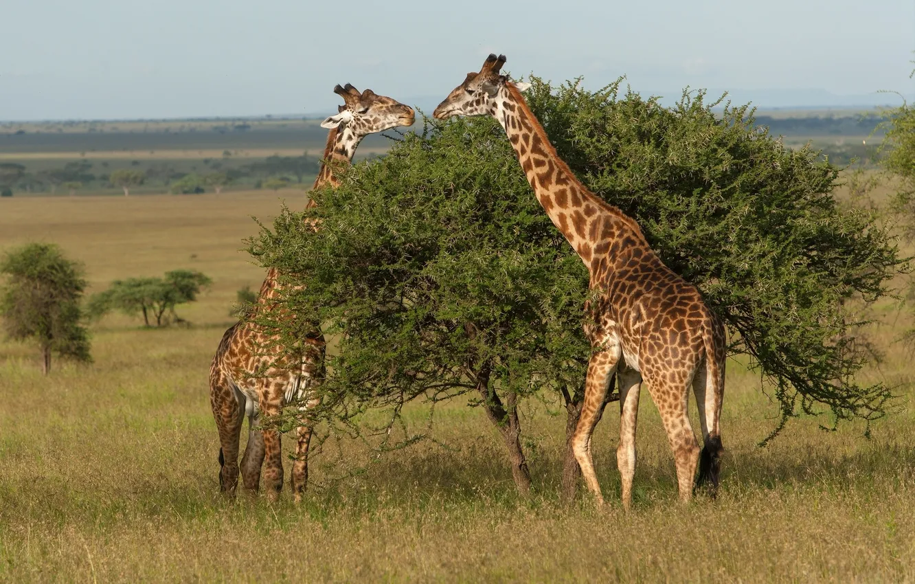 Фото обои дерево, жирафы, Танзания, Tanzania, Serengeti National Park