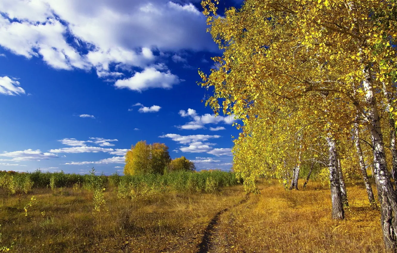 Фото обои лес, небо, трава, березы
