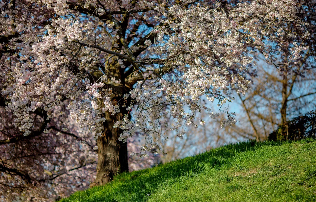 Фото обои природа, дерево, весна