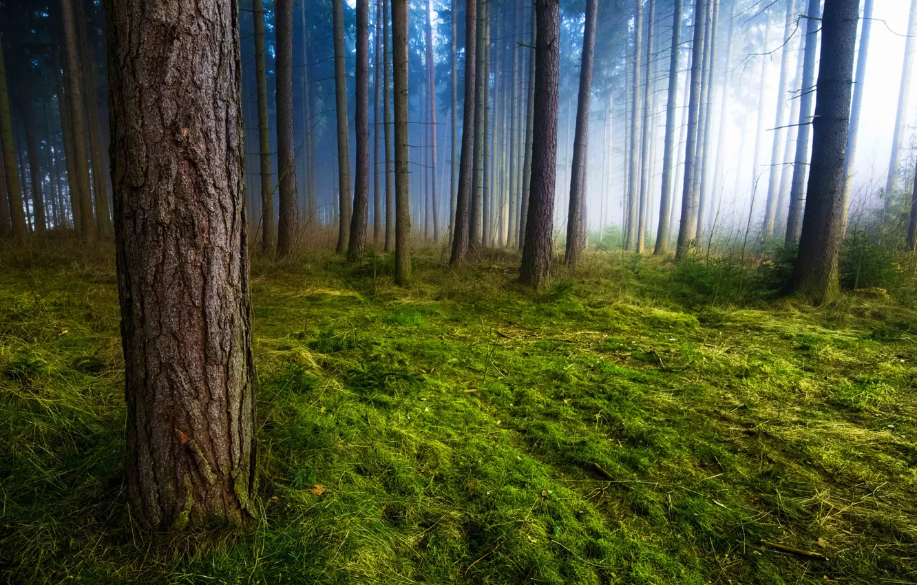 Фото обои трава, деревья, природа, туман, стволы, мох, утро, Лес