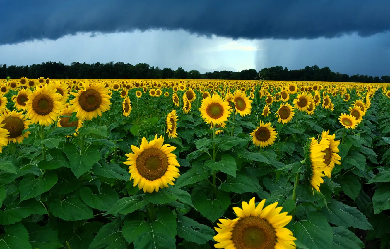 Фото обои поле, небо, подсолнухи, тучи, роща