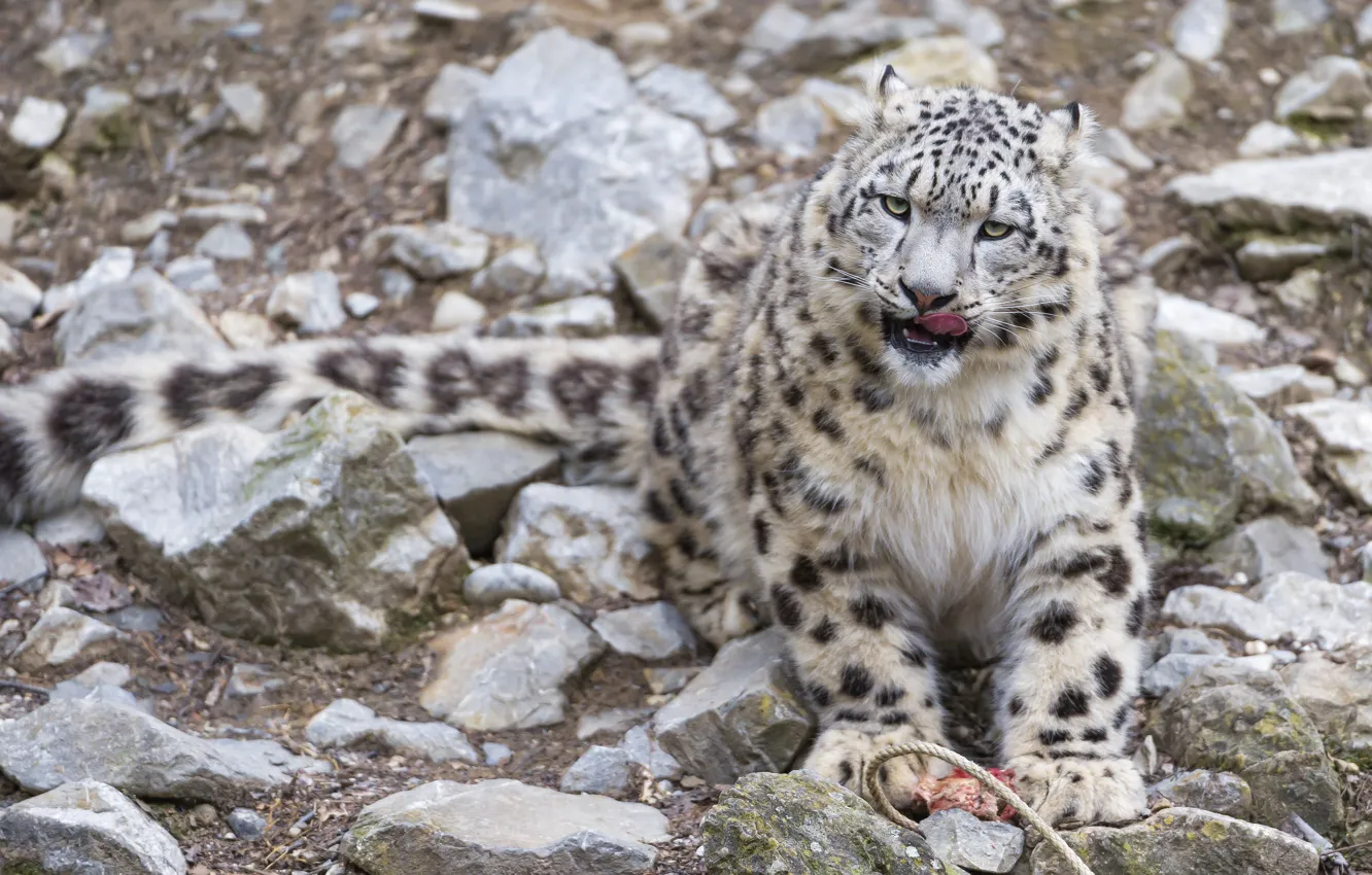 Фото обои язык, кошка, камни, ирбис, снежный барс, ©Tambako The Jaguar