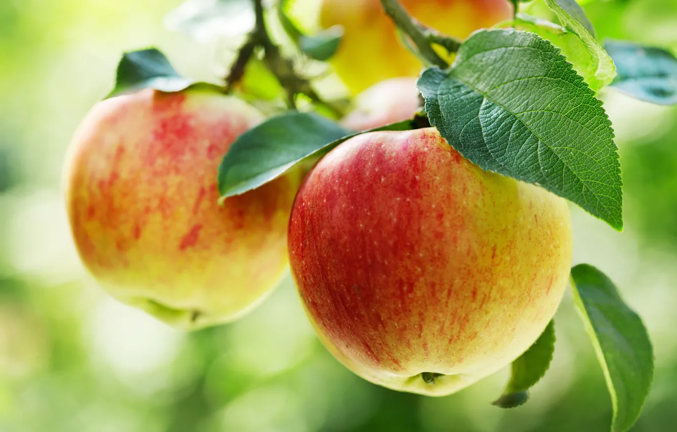Фото обои apple, fresh, food, background, autumn, branch, fall, diet