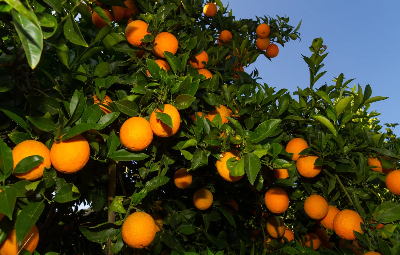 Фото обои пейзаж, природа, сад, landscape, nature, garden, апельсиновые деревья, orange trees