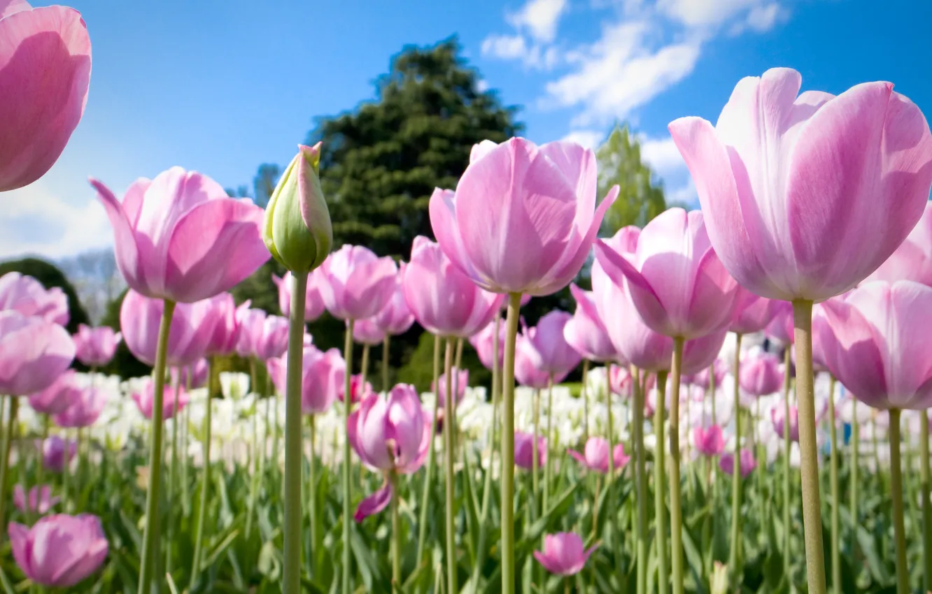 Фото обои природа, тюльпаны, розовые, бутоны, много