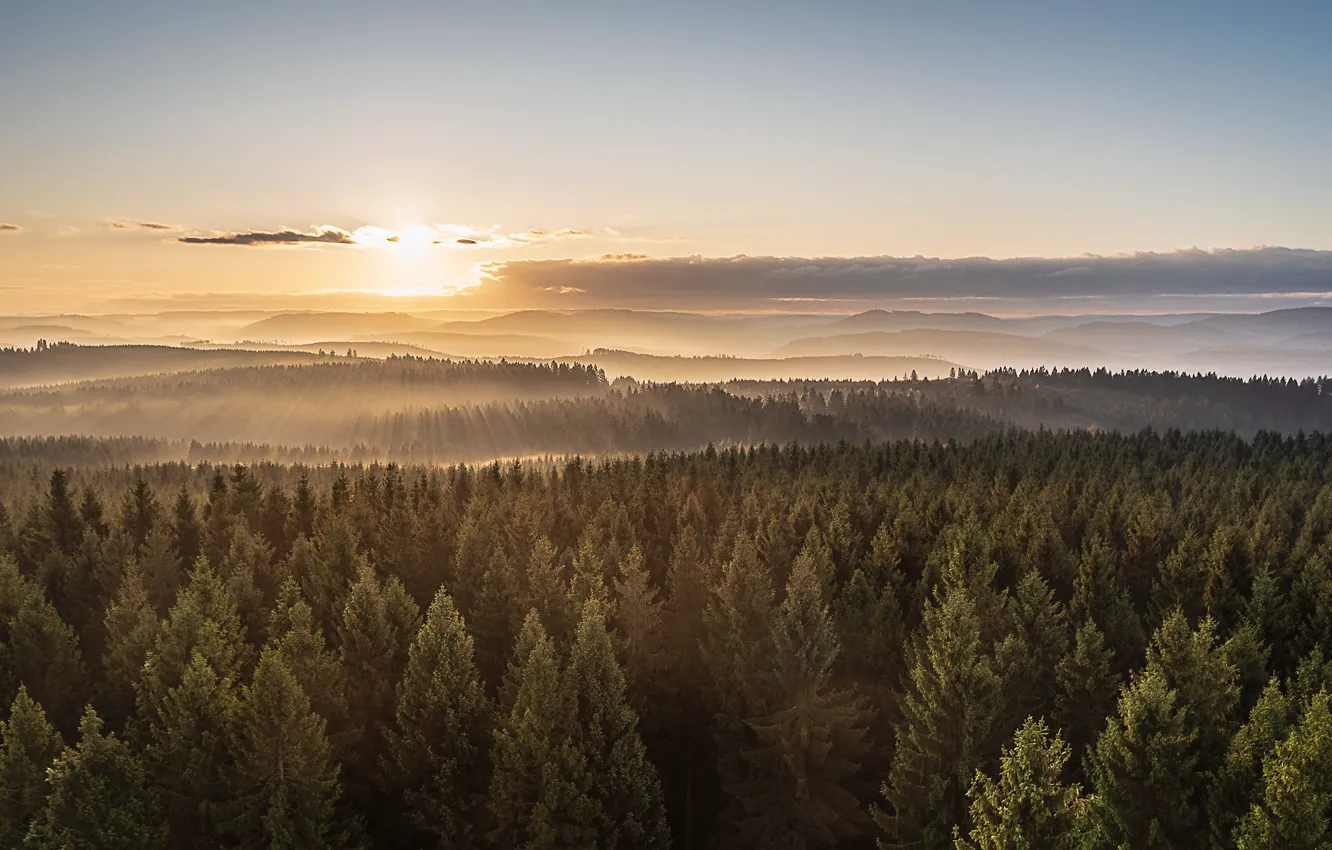 Фото обои лес, закат, туман