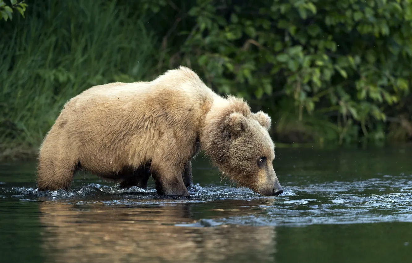 Фото обои природа, река, медведь
