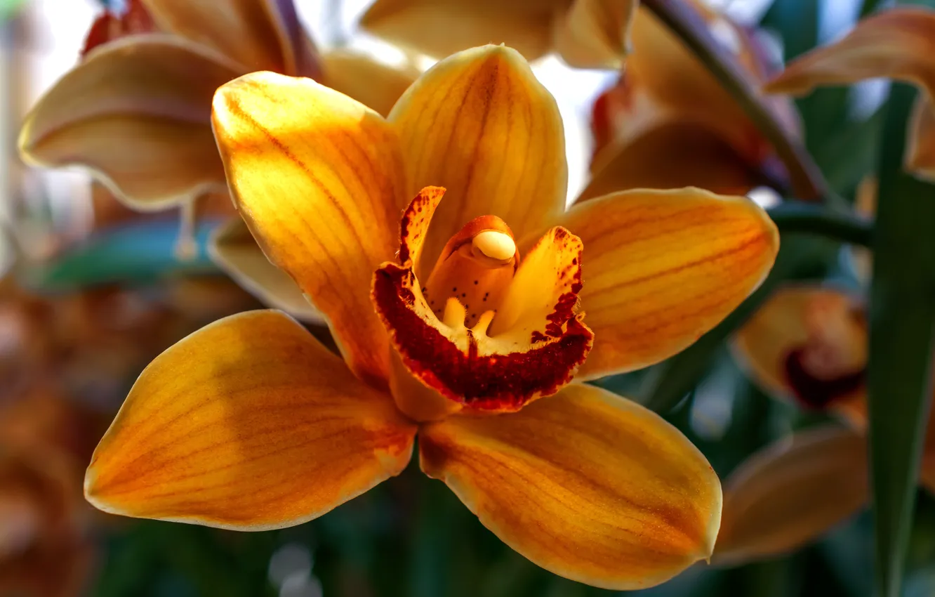 Фото обои цветок, природа, красота, орхидея, красивый цветок