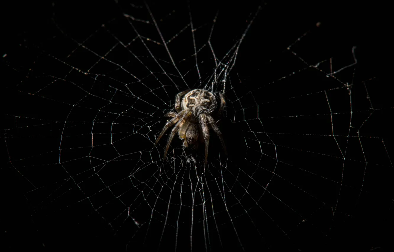 Фото обои макро, паутина, паук