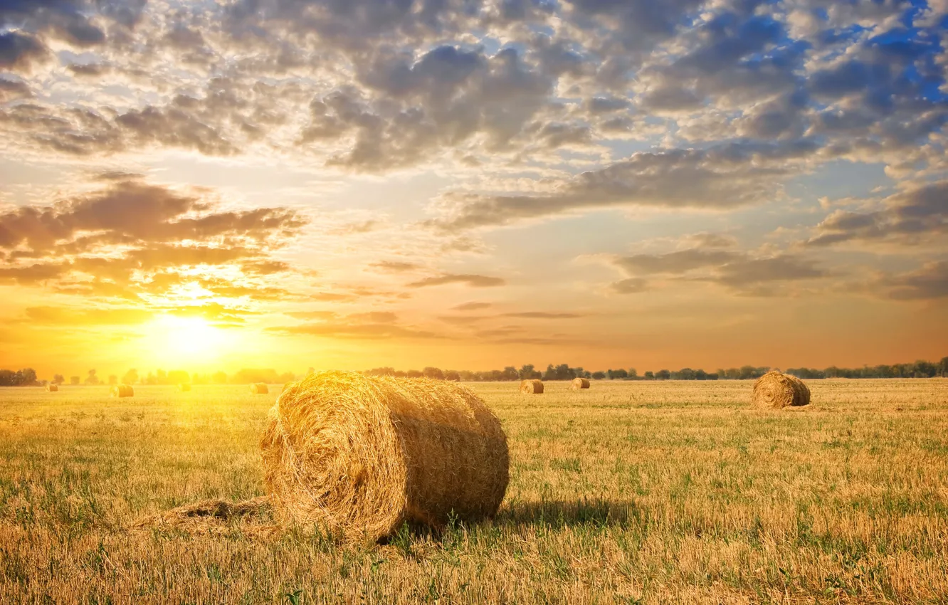 Фото обои поле, небо, трава, солнце, облака, рассвет, стог, сено