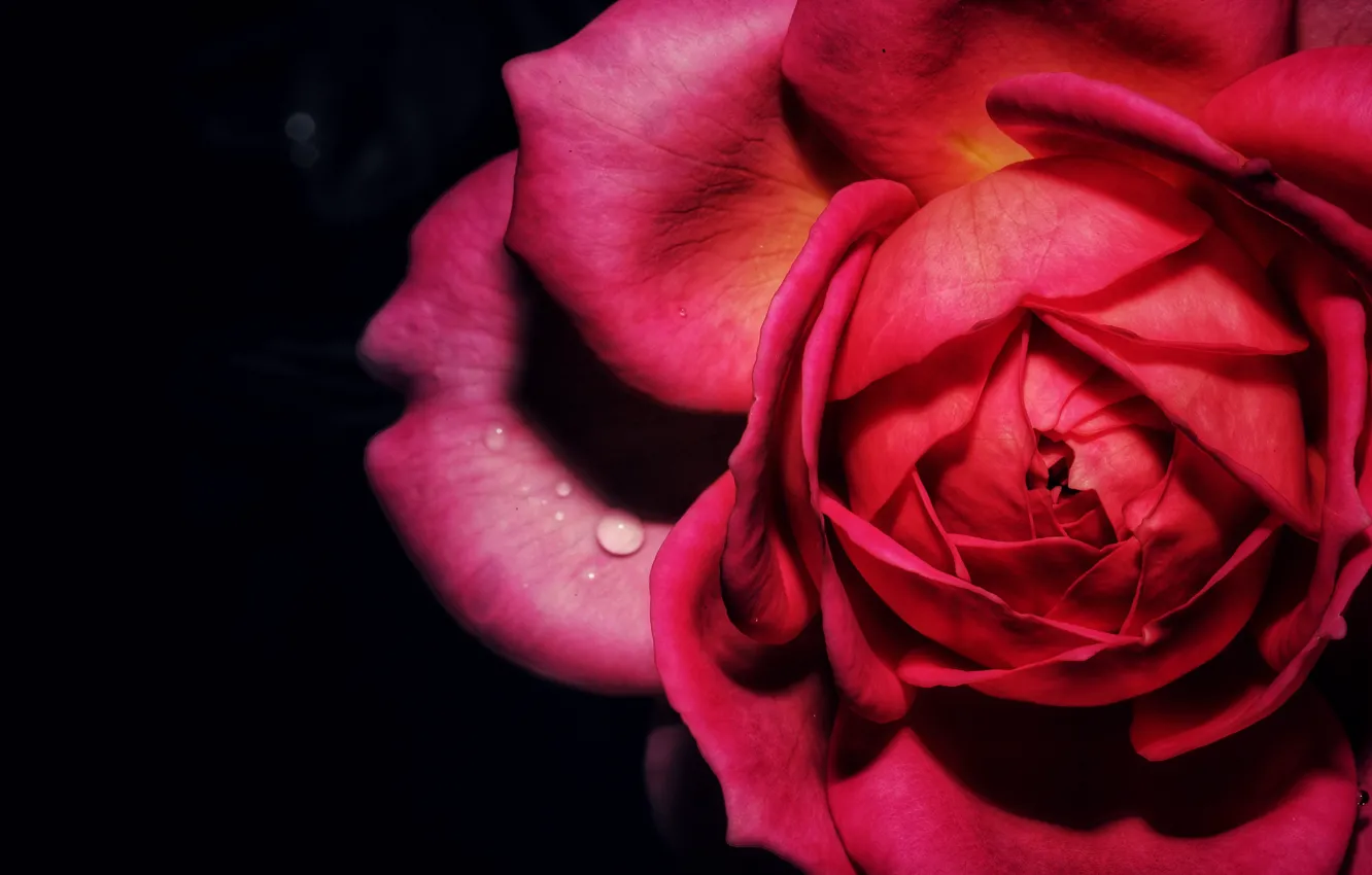 Фото обои капли, макро, темный фон, роза, бутон, красная