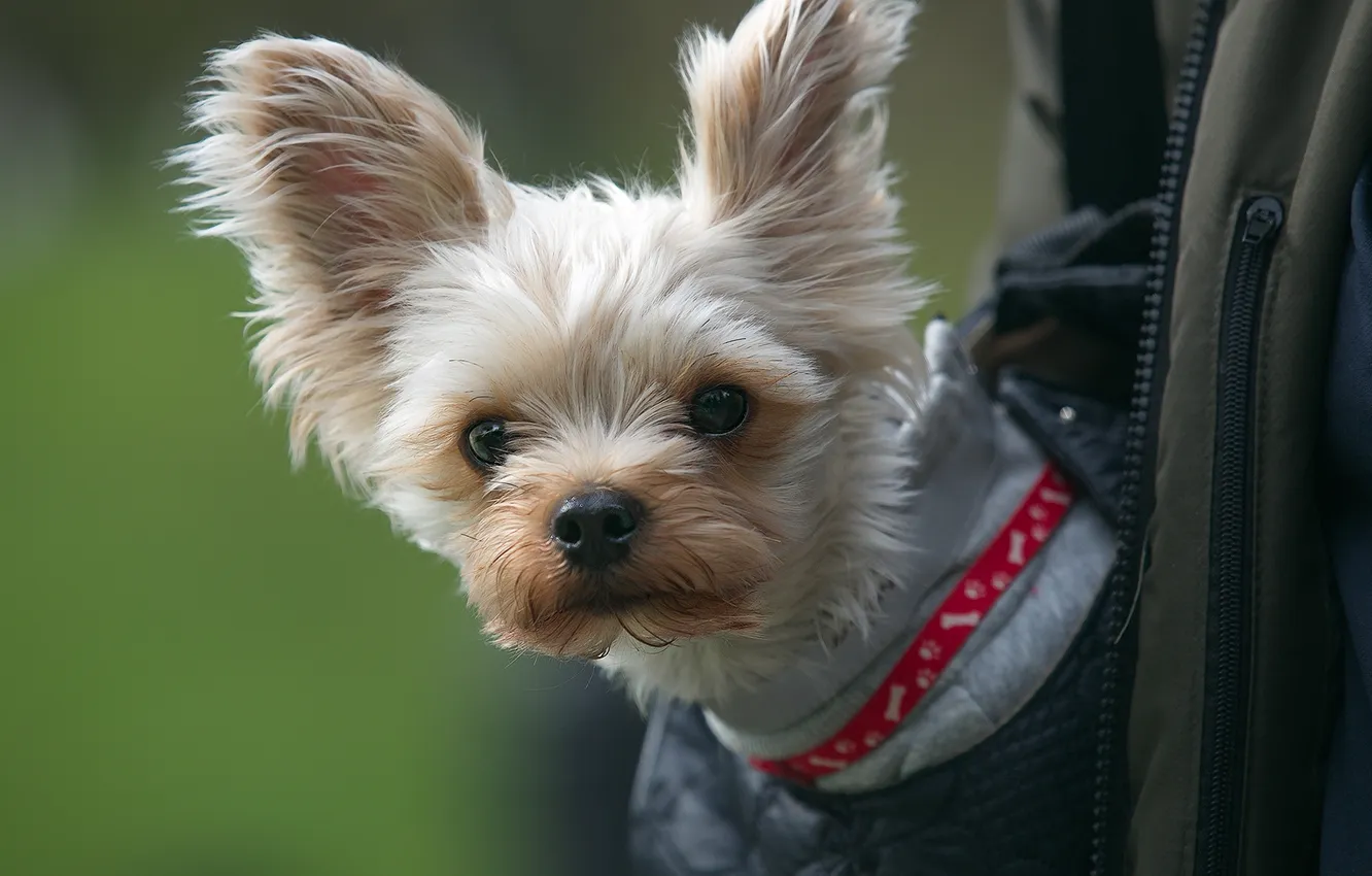 Фото обои собака, уши, мордашка, Йоркширский терьер, собачонка, Вера Трандина
