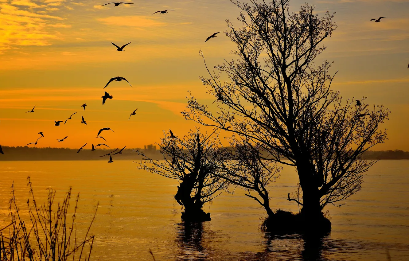Фото обои небо, птицы, озеро, дерево
