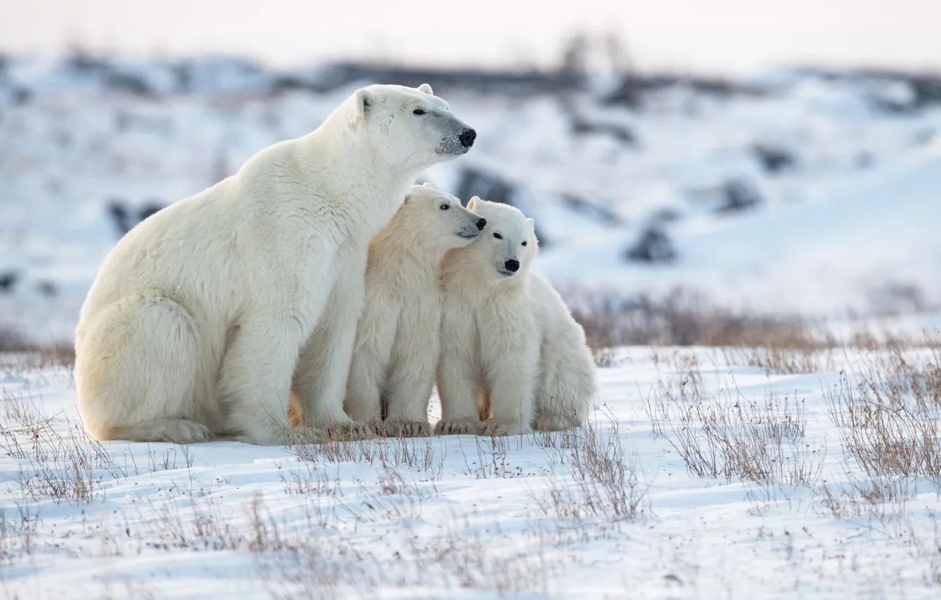 Фото обои зима, снег, медвежата, медведица, Белые медведи, Полярные медведи