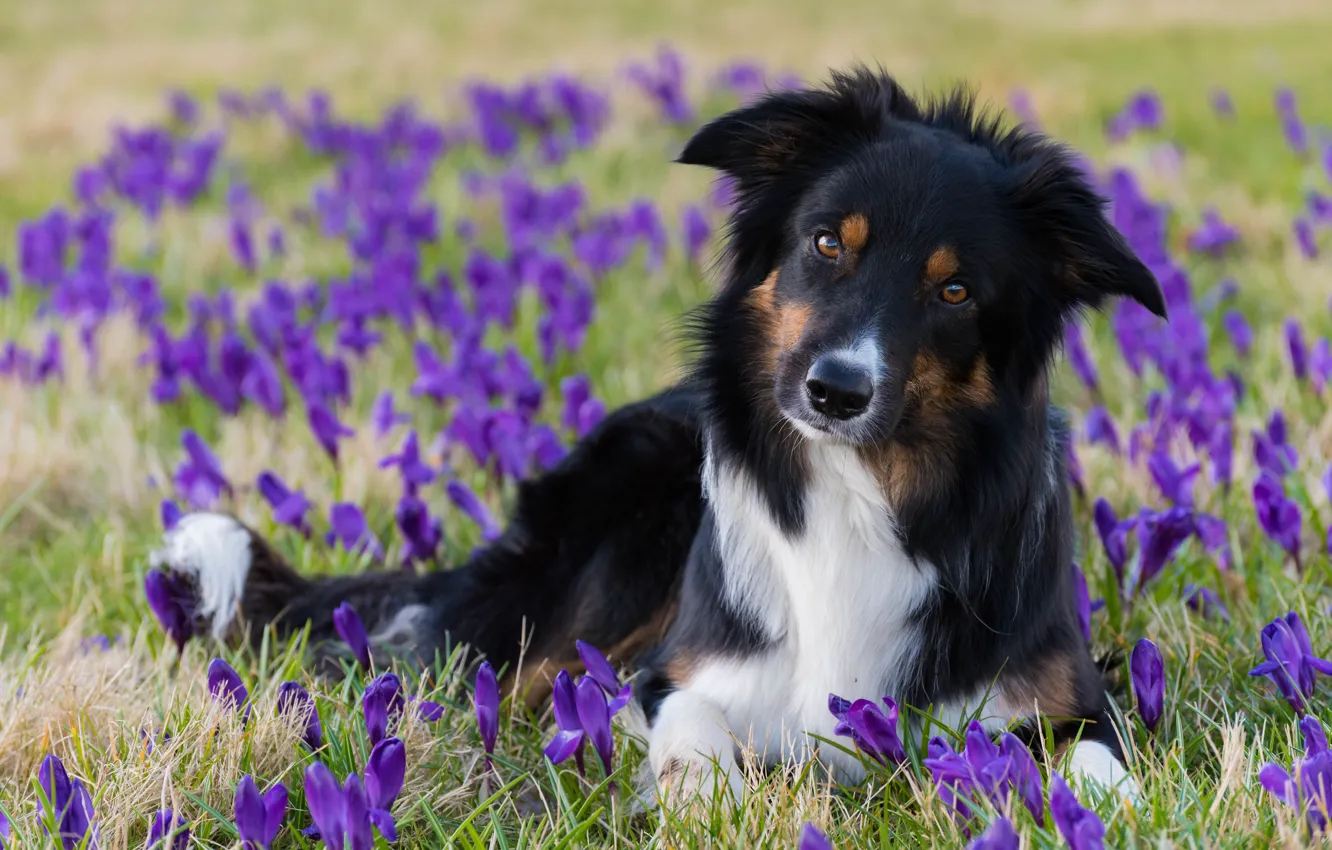 Фото обои взгляд, цветы, собака, весна, крокусы, Бордер-колли