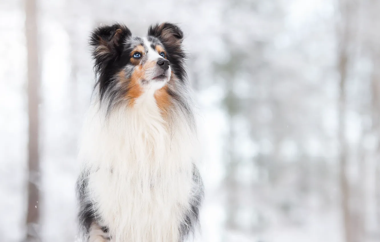 Фото обои снег, фон, собака, боке, Hugo