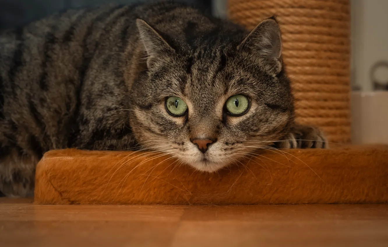 Фото обои кошка, кот, взгляд, поза, мордашка