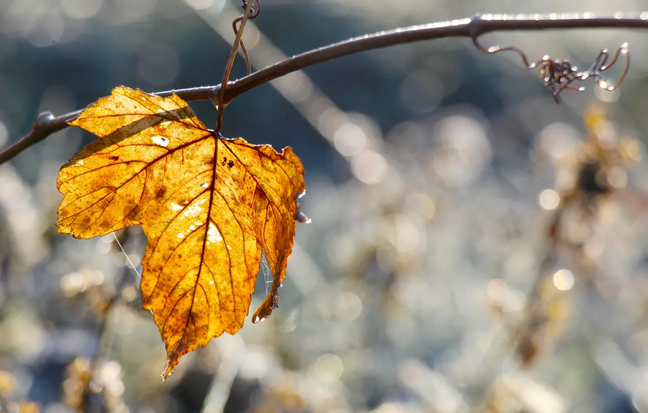 Фото обои yellow, autumn, tree, leaf, twig