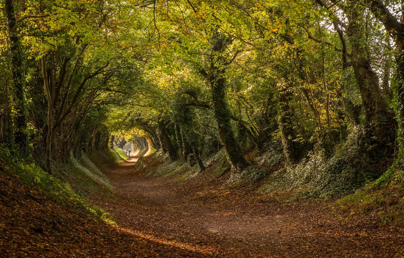 Фото обои дорога, осень, деревья, Англия, туннель, тоннель, England, Западный Суссекс