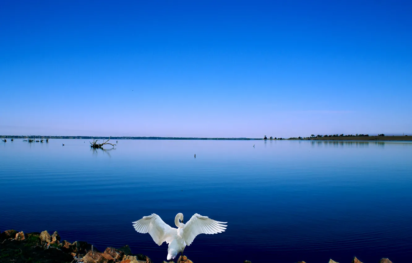 Фото обои swan, lake, blue sky