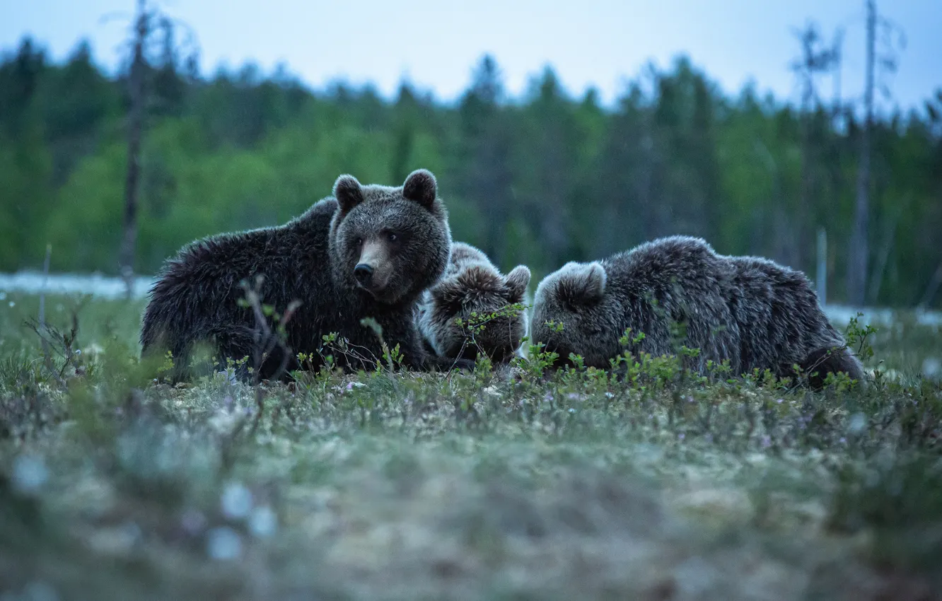 Фото обои медведи, троица, три медведя