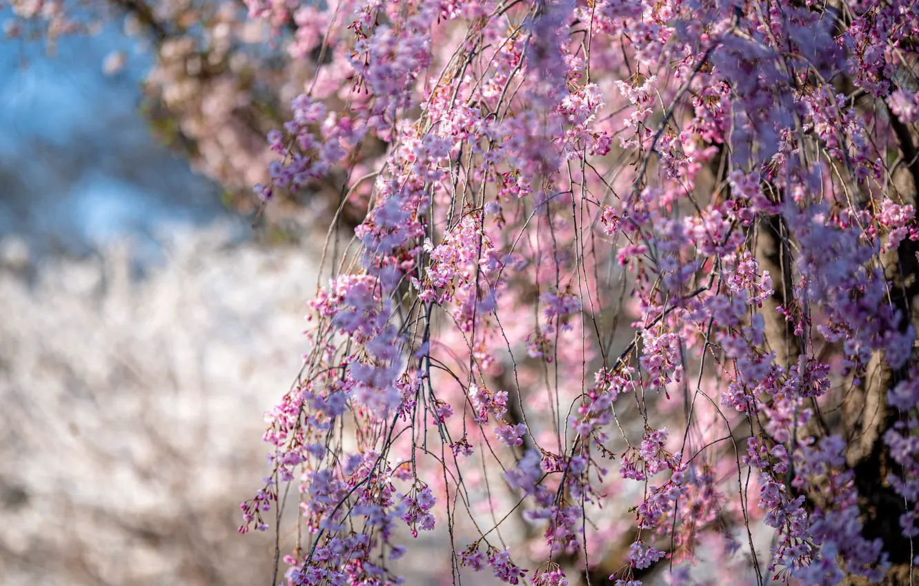 Фото обои Япония, Japan, весенний сад, цветение сакуры