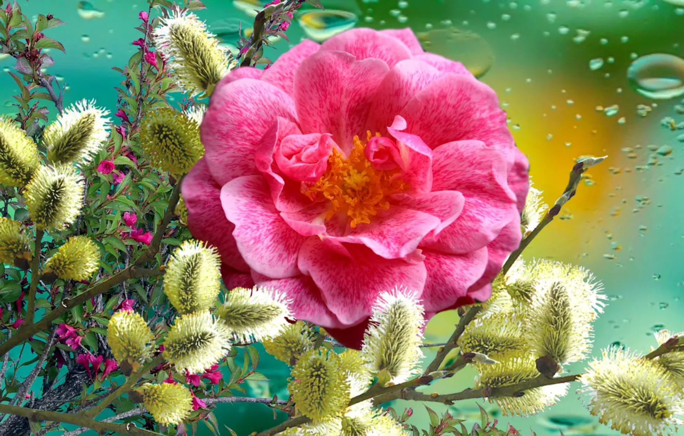 Фото обои Цветы, РОЗА, Верба, праздник Весны