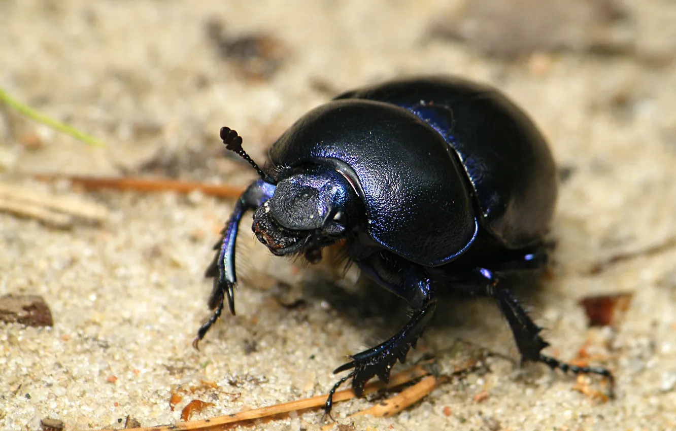 Фото обои black, beetle, insect